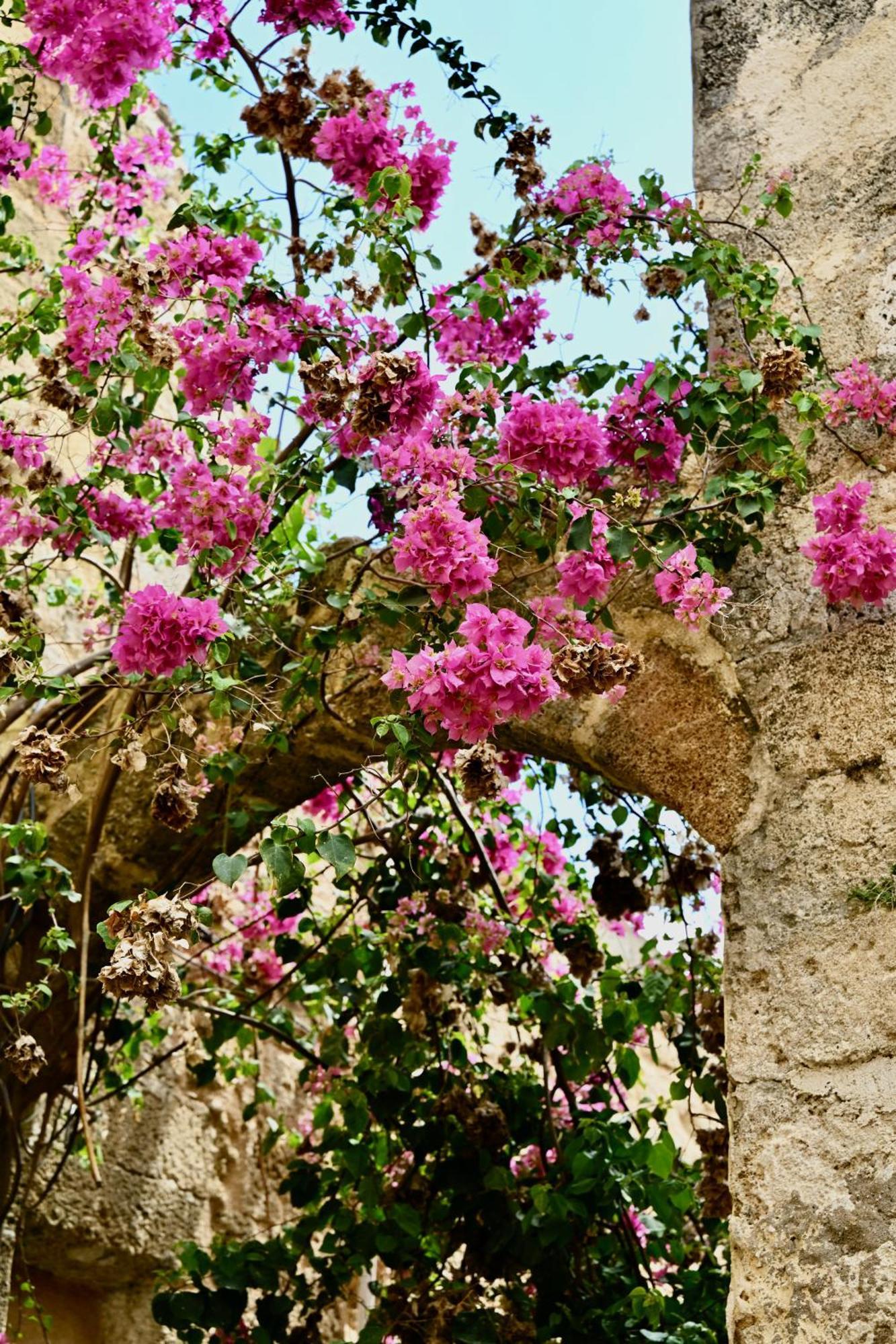 Penelope Garden House Old Town Daire Rhodes City Dış mekan fotoğraf